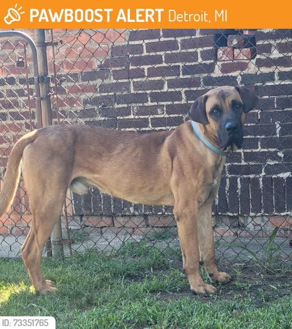 Found/Stray Male Dog last seen Howard and west grand, Detroit, MI 48216