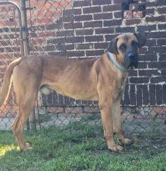 Found/Stray Male Dog last seen Howard and west grand, Detroit, MI 48216