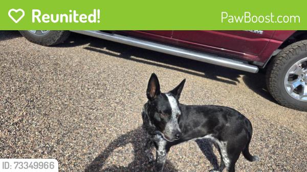 Reunited Female Dog last seen Between Mckellips & McDowell on Idaho Rd., Pinal County, AZ 85119