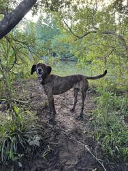 Reunited Female Dog last seen Merchant St; Oakley elementary, Asheville, NC 28803
