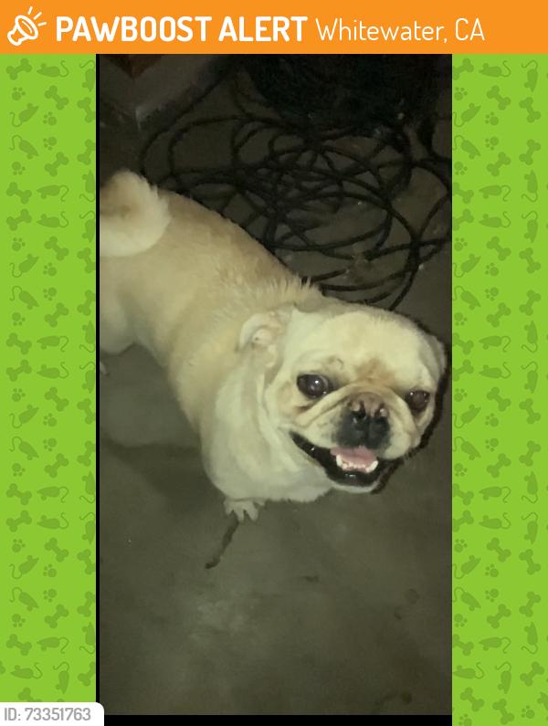 Found/Stray Male Dog last seen Haugen-Lehman way, Whitewater, CA 92282