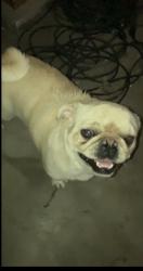 Found/Stray Male Dog last seen Haugen-Lehman way, Whitewater, CA 92282