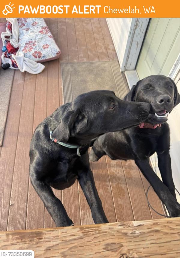 Found/Stray Male Dog last seen Danforth rd, Chewelah, WA 99109