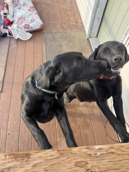 Found/Stray Male Dog last seen Danforth rd, Chewelah, WA 99109
