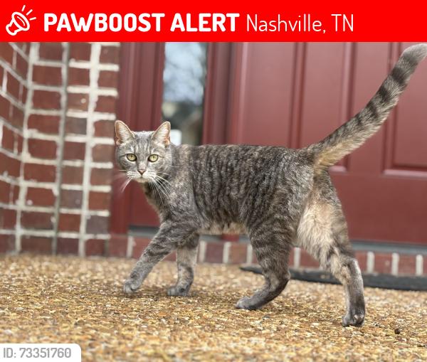 Lost Female Cat last seen Whitworth neighborhood, Nashville, TN 37205