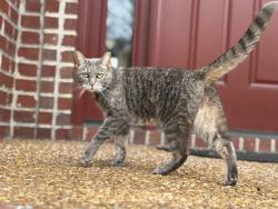 Lost Female Cat last seen Whitworth neighborhood, Nashville, TN 37205