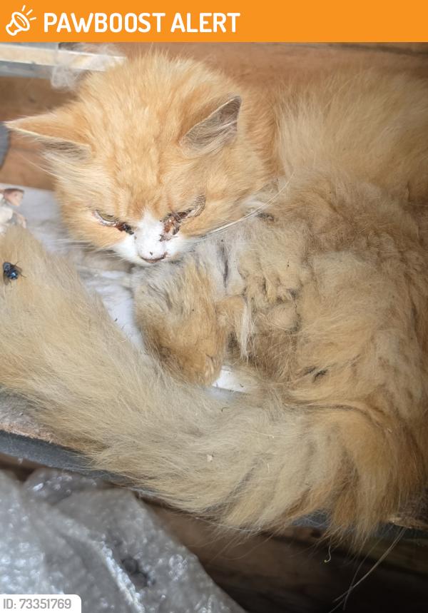 Found/Stray Unknown Cat last seen hse shed, Warrington, England WA2 9RR