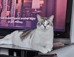 Lost Male Cat last seen Iowa ave, Bessemer City, NC 28016