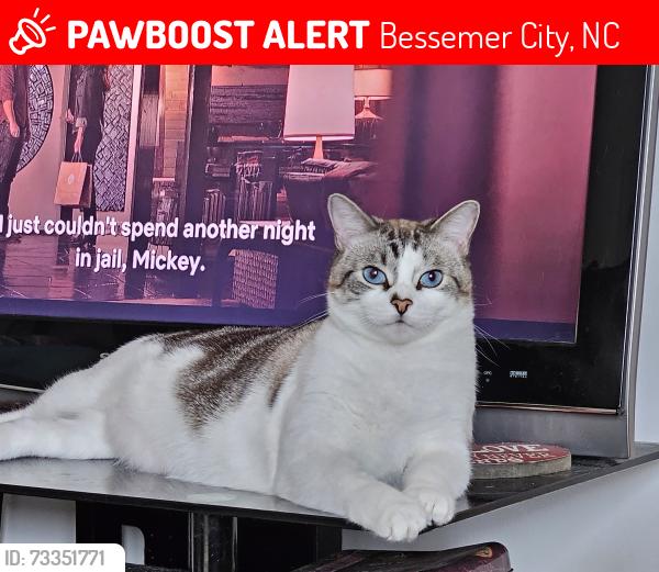 Lost Male Cat last seen Iowa ave, Bessemer City, NC 28016
