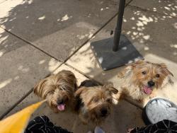 Lost Male Dog last seen Don’t know, Sacramento, CA 95835