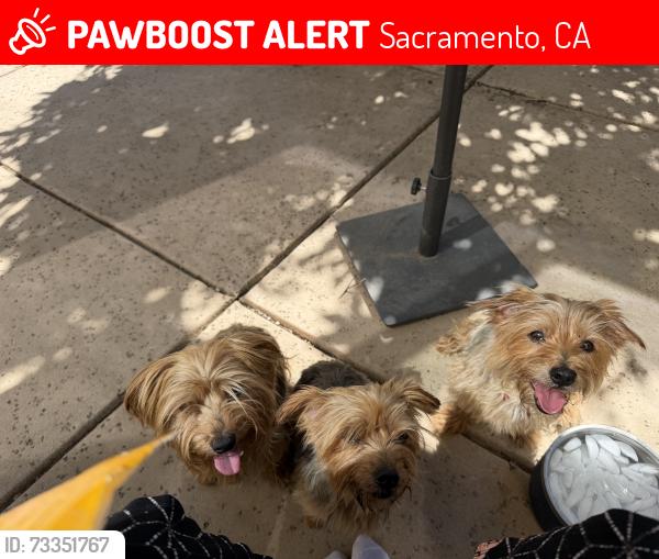 Lost Male Dog last seen Don’t know, Sacramento, CA 95835
