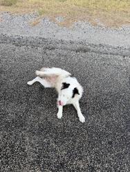 Found/Stray Male Dog last seen North of bridge, Princeton, TX 75407