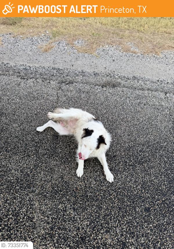 Found/Stray Male Dog last seen North of bridge, Princeton, TX 75407
