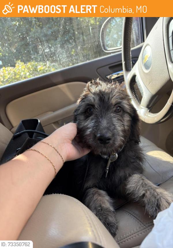 Found/Stray Male Dog last seen route Z, Columbia, MO 65202