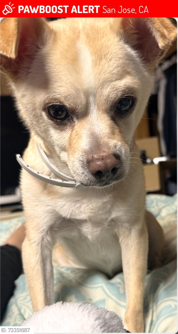 Lost Female Dog last seen East hills Dr, Alum Rock area., San Jose, CA 95127