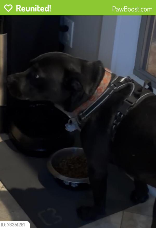 Reunited Male Dog last seen Near kayla ln, Longview, TX 75602