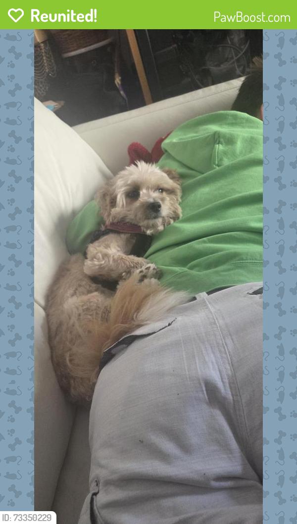 Reunited Male Dog last seen SE Lee Ave & SE Madison, Milwaukie, OR 97267