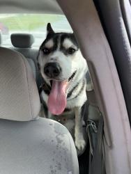 Found/Stray Male Dog last seen I found him right off of Port St. Lucie in Bayshore Boulevard in my front yard, Port St. Lucie, FL 34984