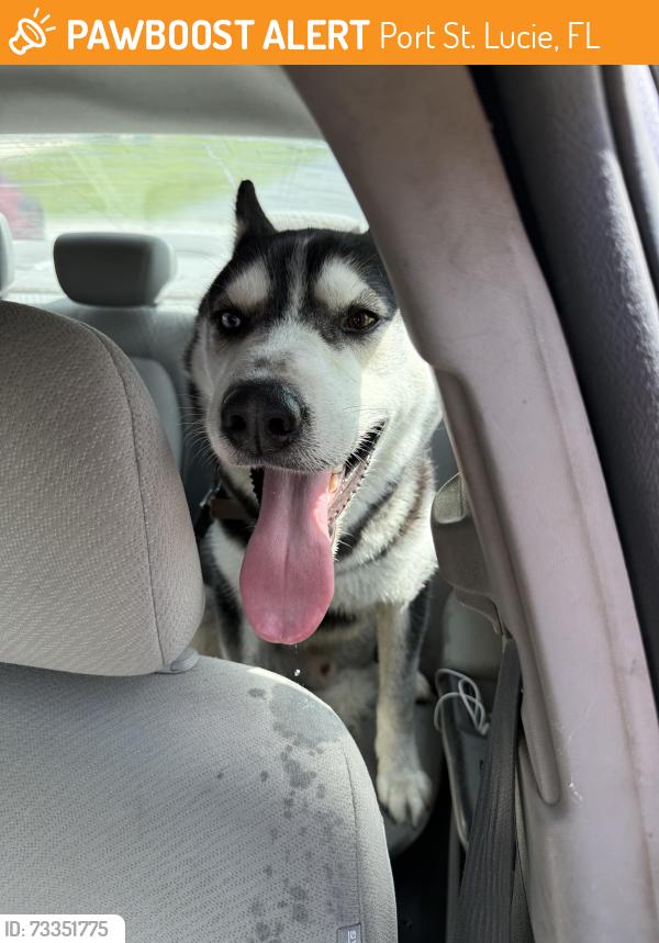 Found/Stray Male Dog last seen I found him right off of Port St. Lucie in Bayshore Boulevard in my front yard, Port St. Lucie, FL 34984