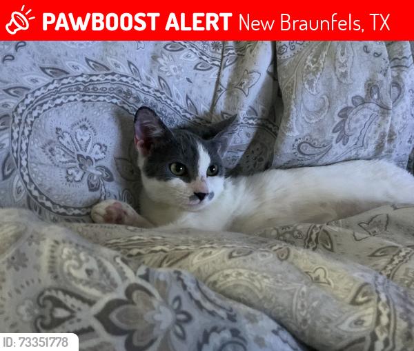 Lost Female Cat last seen Klein Mdws, New Braunfels, TX 78130