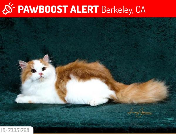 Lost Male Cat last seen Addison and Spaulding, Berkeley, CA 94703