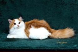 Lost Male Cat last seen Addison and Spaulding, Berkeley, CA 94703
