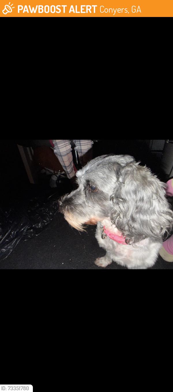 Found/Stray Female Dog last seen Near store Salem road, Conyers, GA 30013