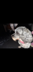 Found/Stray Female Dog last seen Near store Salem road, Conyers, GA 30013