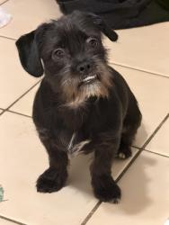 Lost Male Dog last seen Near 137th, Miami, FL 33183