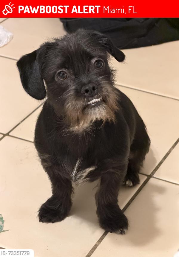 Lost Male Dog last seen Near 137th, Miami, FL 33183