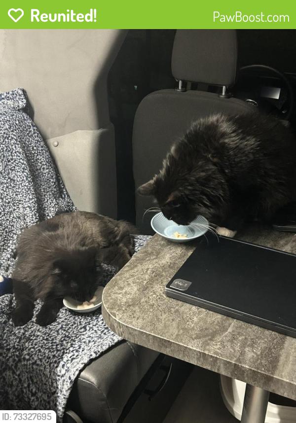 Reunited Male Cat last seen Animal Emergency and Veterinary, Bakersfield, CA 93309