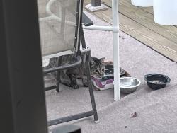 Found/Stray Unknown Cat last seen Roseto ball park, Roseto, PA 18013