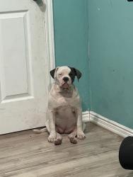 Lost Female Dog last seen Lardwood and sandpiper, Houston, TX 77074