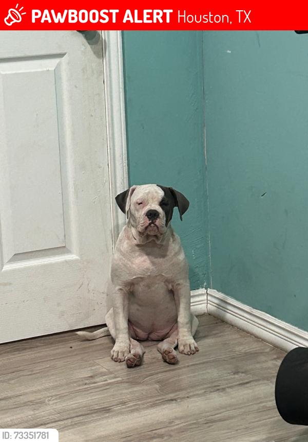 Lost Female Dog last seen Lardwood and sandpiper, Houston, TX 77074