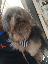 Lost Male Dog last seen Plaza República Centro sao paulo, São Paulo, SP 