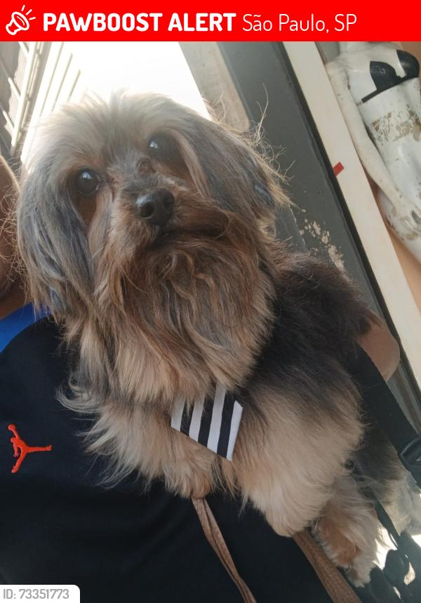 Lost Male Dog last seen Plaza República Centro sao paulo, São Paulo, SP 