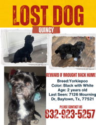 Lost Male Dog last seen Near Mourning Dr, Baytown, TX 77521