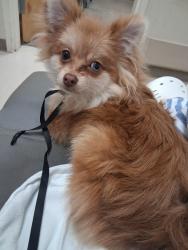 Lost Male Dog last seen Near henry crumpton dr, Birmingham, AL 35211