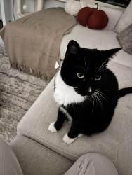 Reunited Male Cat last seen Vineyards golf course, Escondido, CA 92025
