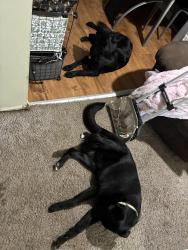 Found/Stray Female Dog last seen Delano, Wichita, KS 67203