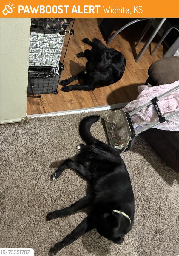 Found/Stray Female Dog last seen Delano, Wichita, KS 67203