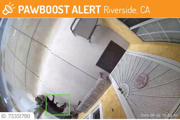 Found/Stray Unknown Dog last seen Golden Ave. off of Pierce across from La Sierra SDA school, Riverside, CA 92505