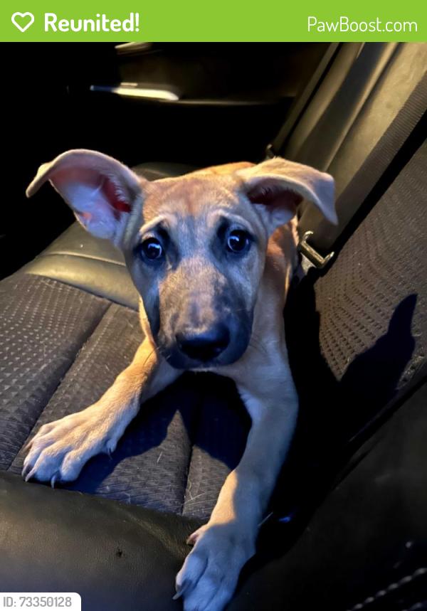 Reunited Female Dog last seen Pensgate, Houston, TX 77062