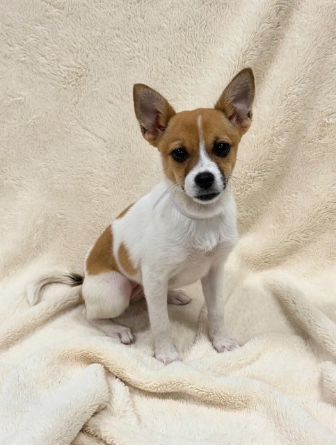 Shelter Stray Female Dog last seen , 38550 Sierra Hwy, Palmdale, CA 93550, USA