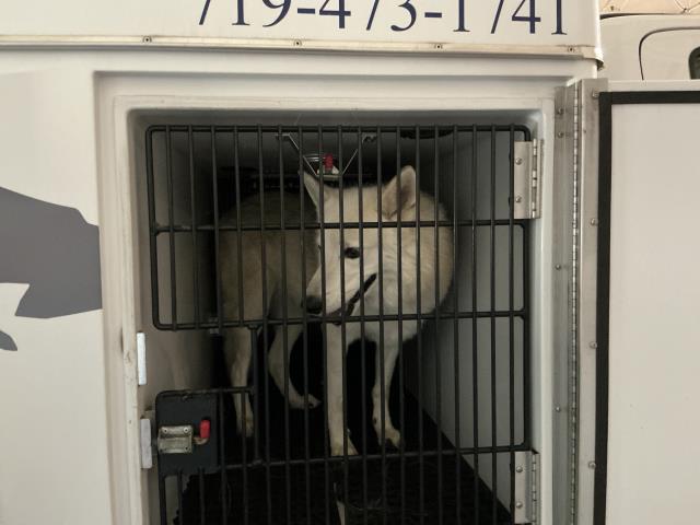 Shelter Stray Unknown Dog last seen Near BLOCK ALLISON DR, COLORADO SPRINGS, CO 80916, 610 Abbot Ln, Colorado Springs, CO 80905, USA