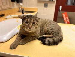 Shelter Stray Male Cat last seen UNKNOWN, 610 Abbot Ln, Colorado Springs, CO 80905, USA