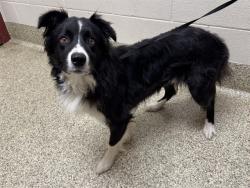 Shelter Stray Male Dog last seen MYERS RD AND PEYTON HIGHWAY, 610 Abbot Ln, Colorado Springs, CO 80905, USA