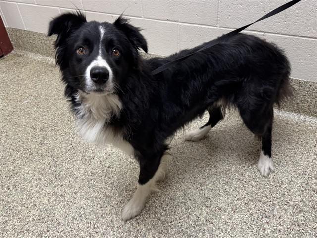 Shelter Stray Male Dog last seen MYERS RD AND PEYTON HIGHWAY, 610 Abbot Ln, Colorado Springs, CO 80905, USA
