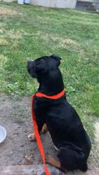 Reunited Male Dog last seen Near Robbins st, High Point, NC 27263
