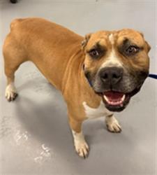 Shelter Stray Male Dog last seen Near BLOCK WESTMINSTER PL, HEMET CITY, 581 S Grand Ave, San Jacinto, CA 92582, USA